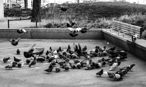 High angle view of pigeons on shore