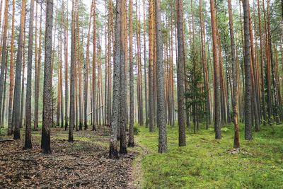 Trees growing in forest