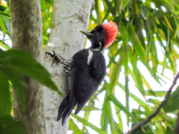 Bird perching on tree