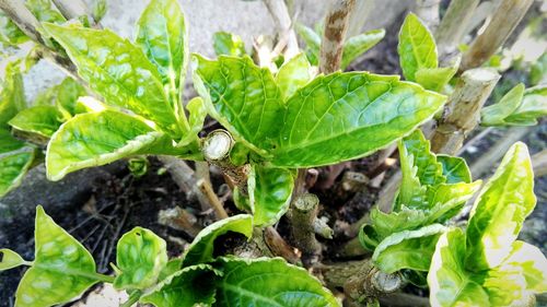 Close-up of insect on plant