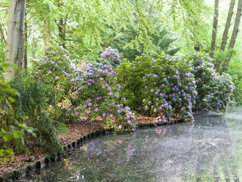 Flowers growing on tree by plants