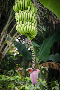 Close-up of fruit growing on plant