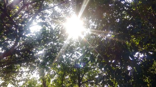 Low angle view of sunlight streaming through trees