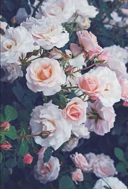 flower, petal, freshness, fragility, flower head, beauty in nature, rose - flower, growth, blooming, close-up, nature, bunch of flowers, white color, pink color, focus on foreground, blossom, in bloom, bouquet, plant, botany