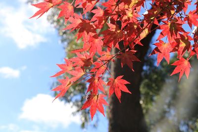 Low angle view of maple leaves on tree