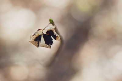 Close-up of butterfly on dry leaf