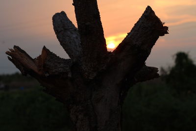 Close-up of tree trunk against sky during sunset