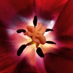 Close-up of red flower