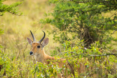 Portrait of deer