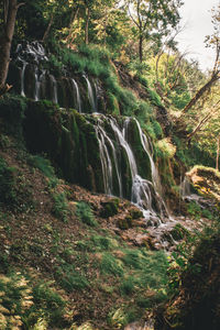 Scenic view of waterfall in forest