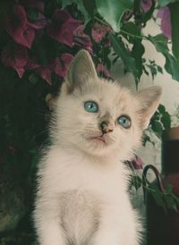 Close-up of cute white young cat looking away