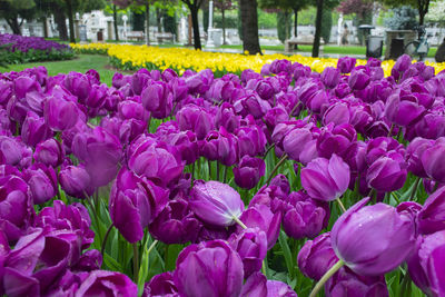 Close-up of pink tulips in park