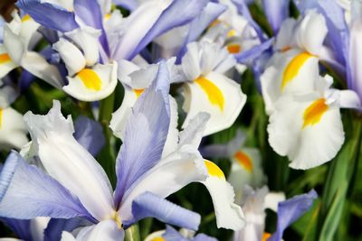 Close-up of flower blooming outdoors