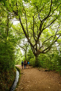 People walking amidst trees in forest