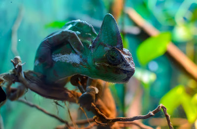 Common chameleon or mediterranean chameleon chamaeleo chamaeleon sitting on a tree branch