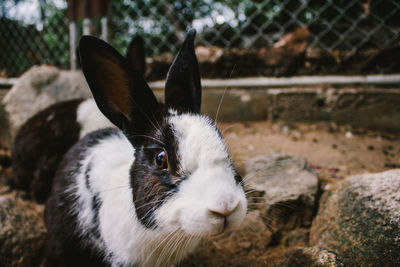 Close-up of an animal