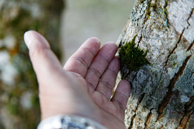 Hand holding a moss and fern on the top of phu ruea, loei province, thailand 