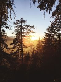 Silhouette trees against sky during sunset