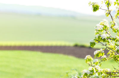 Plants growing on field