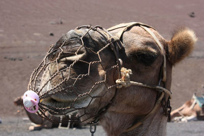 Close-up of a horse