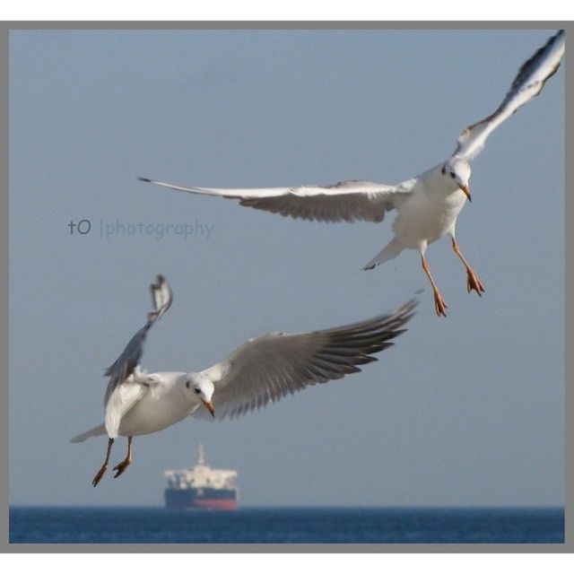 bird, animal themes, animals in the wild, seagull, flying, wildlife, spread wings, mid-air, sea, clear sky, water, one animal, transfer print, full length, nature, auto post production filter, blue, motion, horizon over water, sky