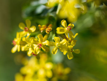 Close-up of yellow flowering plant