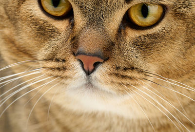 Portrait of an adult straight-eared scottish gray cat, close up