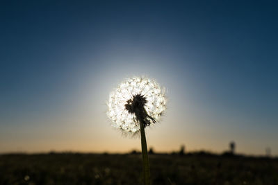 Close-up of dandelion on field