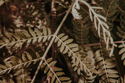 Close-up of leaves