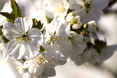 Close-up of white cherry blossom plant