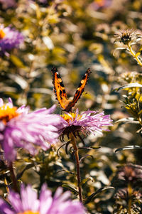 Close-up of butterfly pollinating on purple flower