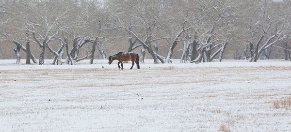 View of horse on snow covered field