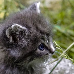 Close-up portrait of cat