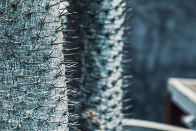 Close-up of cactus