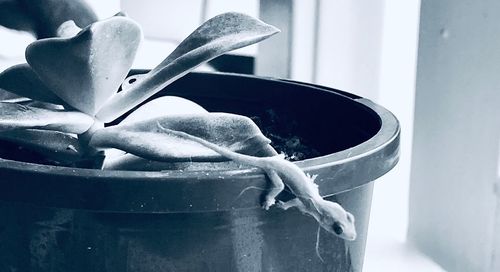 Close-up of potted plant