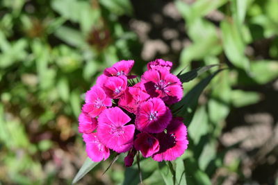 Close-up of pink flowers blooming outdoors