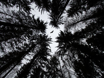 Low angle view of tree