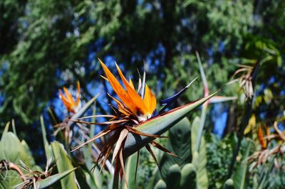Close-up of orange flower