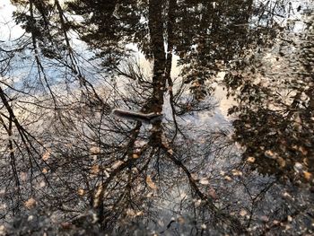 Close-up of bare tree in winter