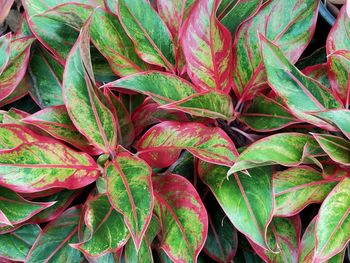 Full frame shot of green leaves