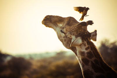 Close-up of bird flying over giraffe against sky during sunset