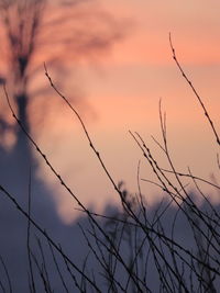 Close-up of silhouette plants against sky during sunset