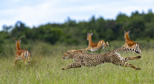 Side view of cheetah running on grassy field against sky