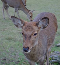 Portrait of deer on field