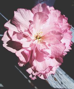 Close-up of pink flowers