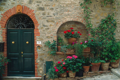 Flower plants against brick wall