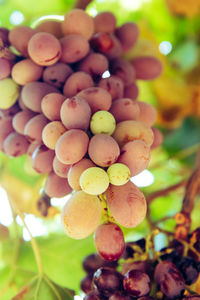 Close-up of grapes growing in vineyard