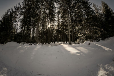 Trees on snow covered land during winter