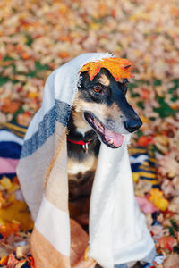 Dog with textile on head sitting outdoors during autumn