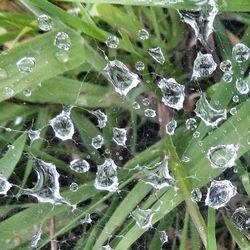 Close-up of water drops on leaves